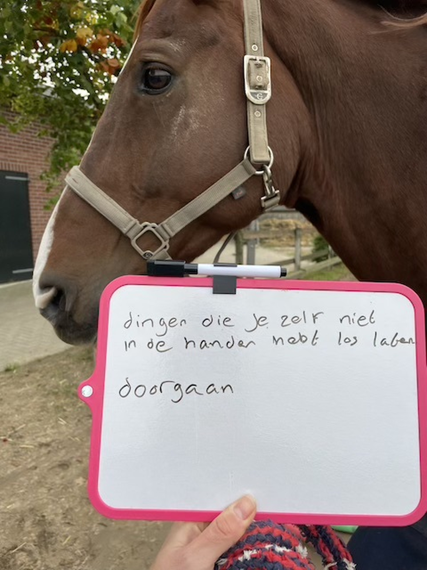 Paardencoaching en loslaten
