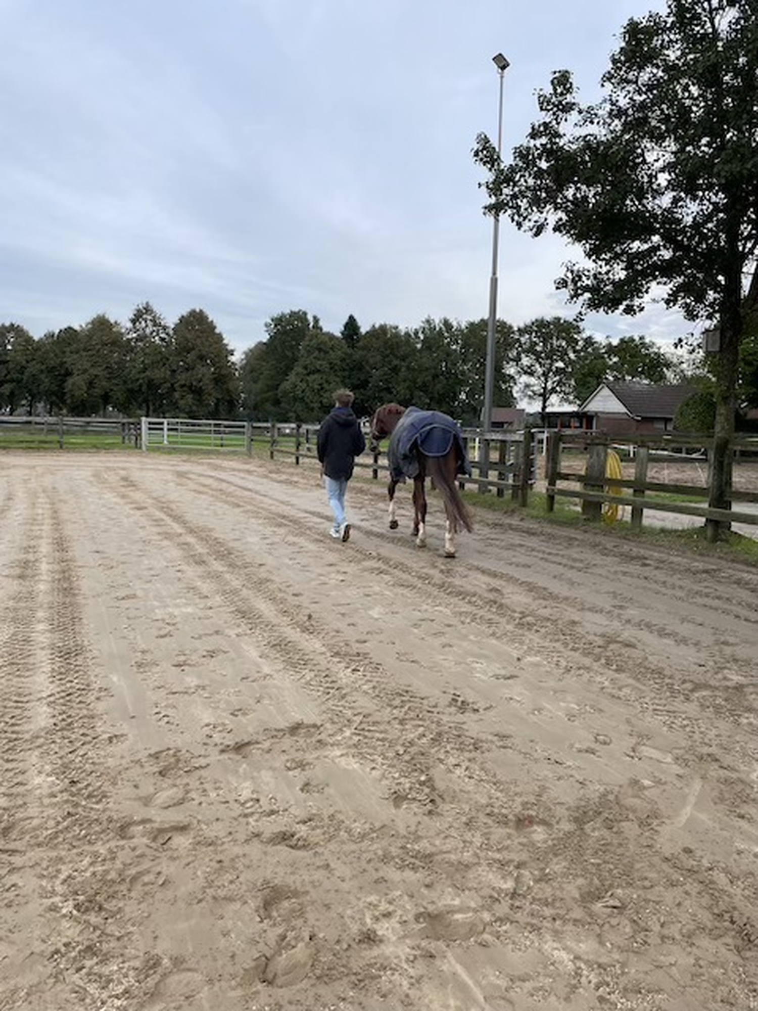 Paardencoaching 1