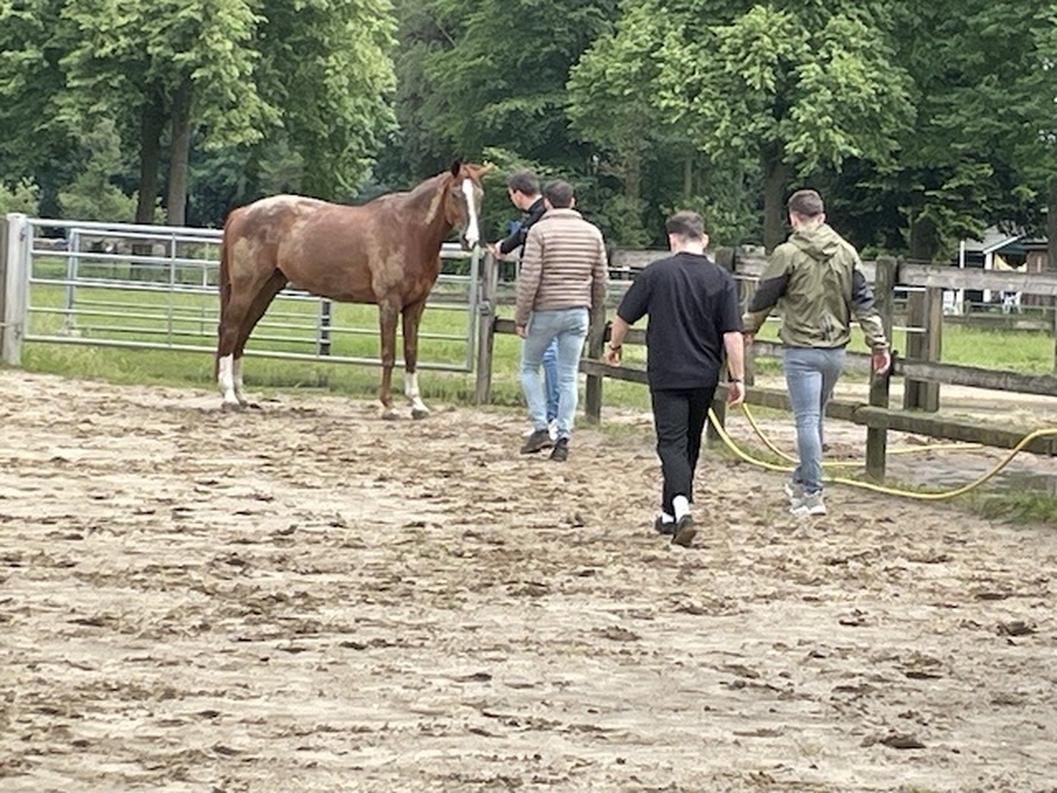 Paard en team