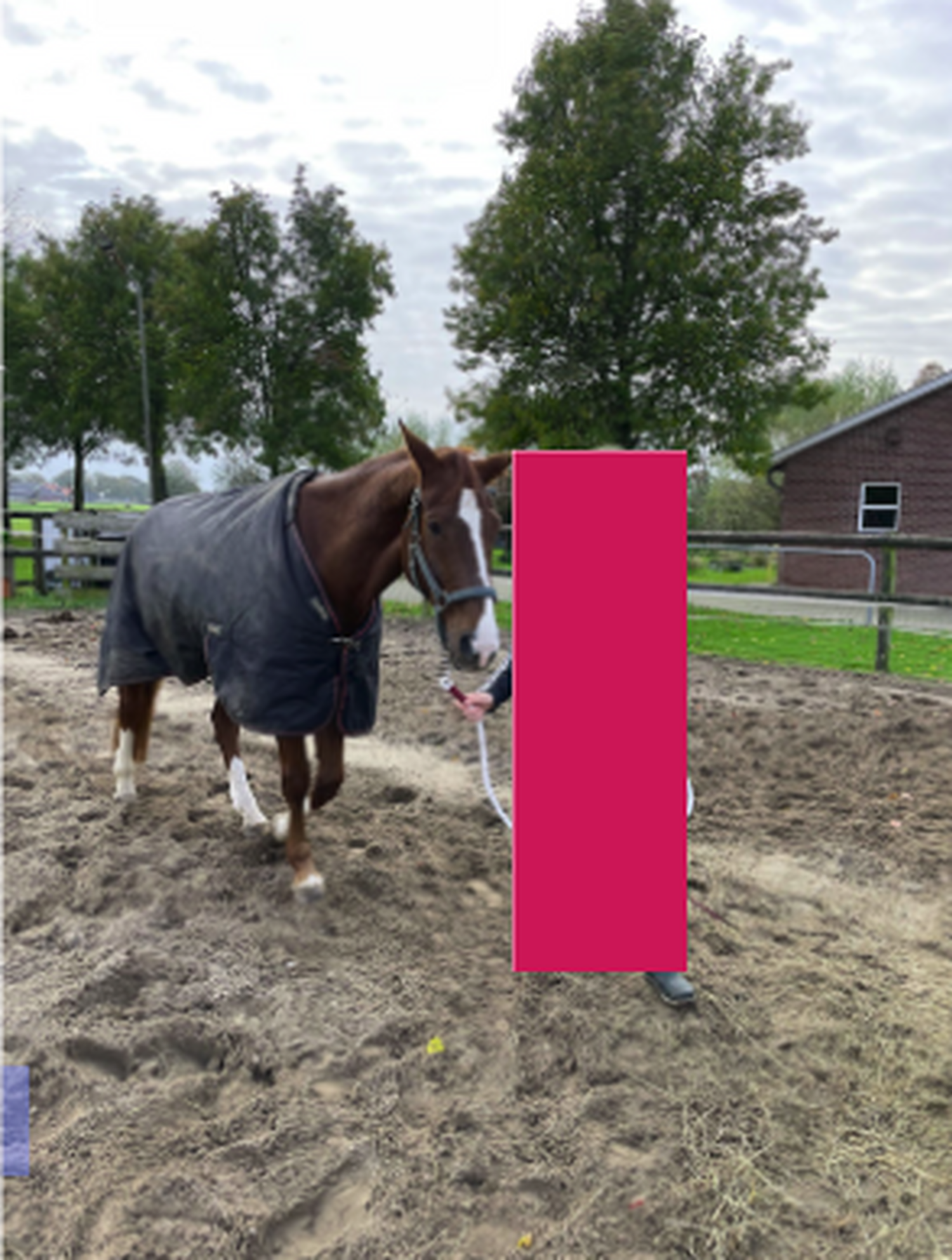 Paardencoaching Grateful Coaching 1