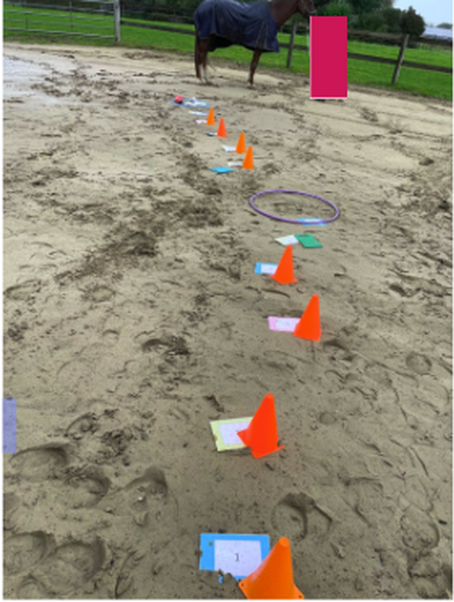 Paardencoaching Grateful Coaching 2